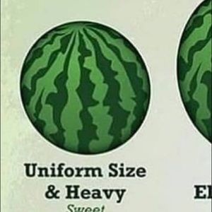 Meet your Posher, Rose